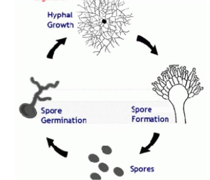 Another Word For Fungal Growth